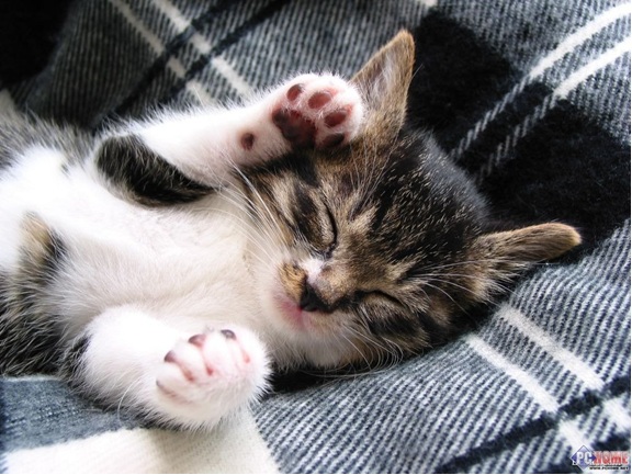 Sleepy Cat - Cute Animals