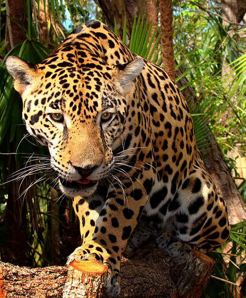 Junior Jaguar Belize Zoo