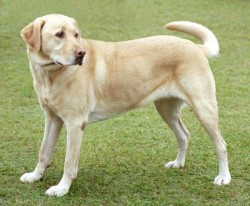 Yellow Labrador Dog