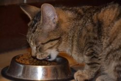 Cat Eating