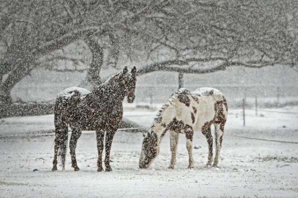 Horses Snow