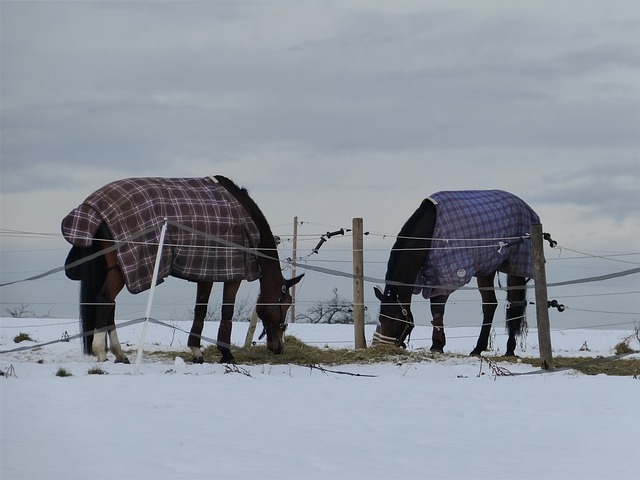 Horses Warm