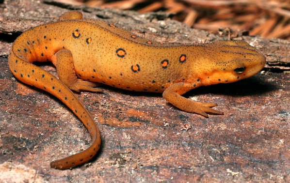 Pacific Newt. Photo by Patrick Coin. License: CC BY-SA 2.5.