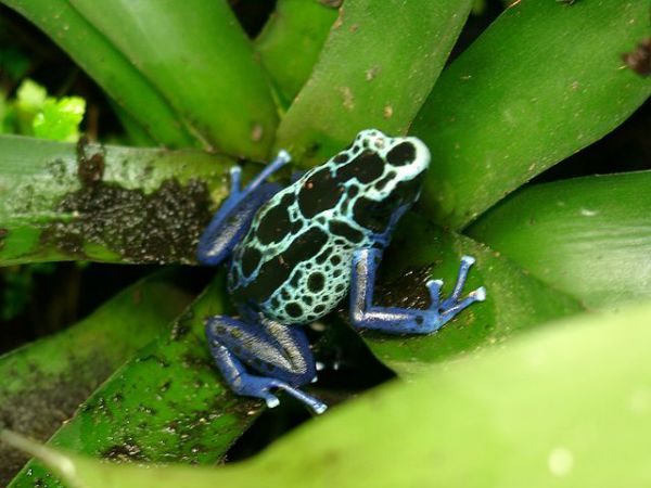 Poison Dart Frog. Photo by Freetoast. License: CC BY-SA 3.0.