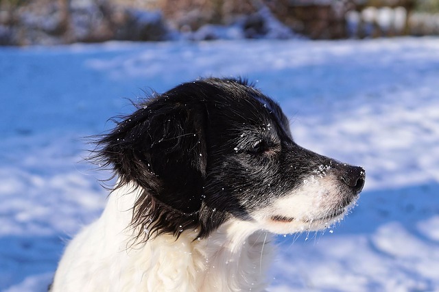 Dog Snow