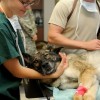 Veterinary Clinic Dog
