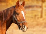 Six Essentials that New Horse Owners Need to Be Aware of