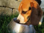Choosing Healthier Foods & Treats For Your Dog
