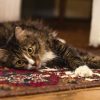 Cat Carpet