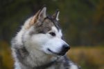 For Husky Lovers – Three Husky Dog Breeds to Choose From