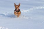 3 Dog-Friendly Places to Visit This Winter
