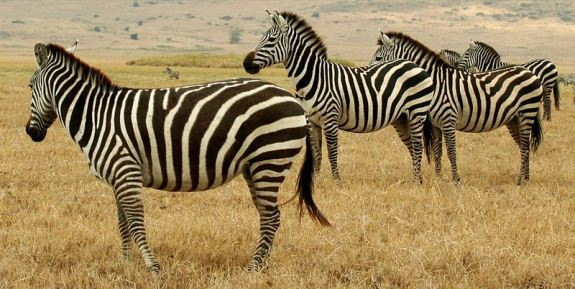 Tanzanian Zebras