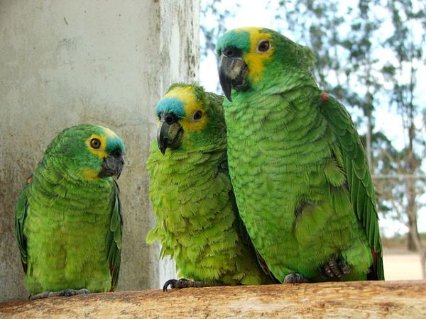 Amazon-Parrots