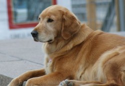 Canadian Golden Retriever