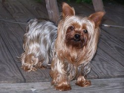 Yorkshire-Terrier