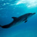 Altantic Spotted Dolphin