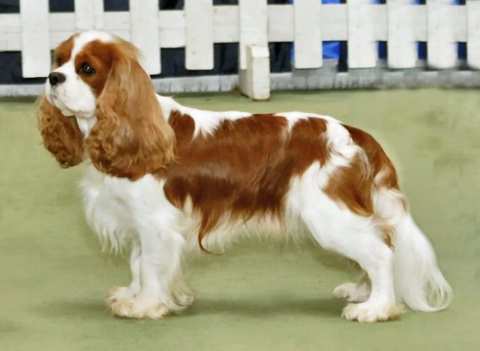 Cavalier King Charles Spaniel. Photo by Andrew Eatock. License: CC BY-SA 3.0.
