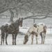Horses Snow