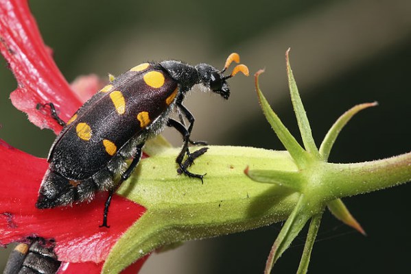 Blister Beetle. Photo by Muhammad Mahdi Karim. License: GFDL 1.2.