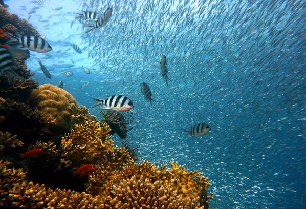 Marine Animals Fish Coral Reefs