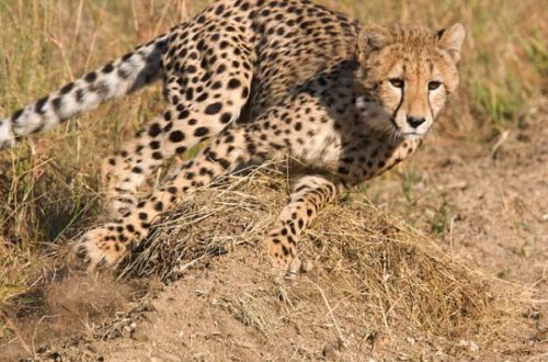 Cheetah running photo by Michael Moss. License: CC BY-ND 2.0.