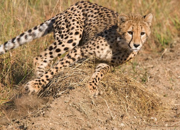Cheetah running photo by Michael Moss. License: CC BY-ND 2.0.
