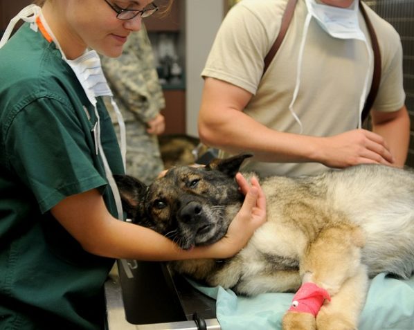 Veterinary Clinic Dog
