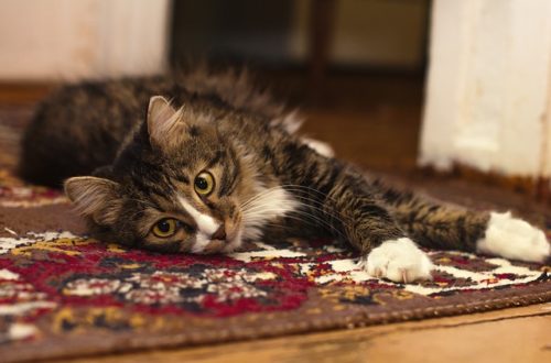 Cat Carpet