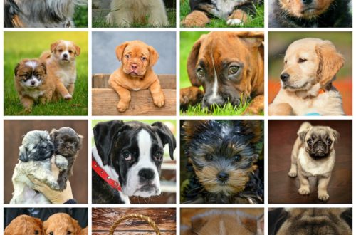 Different Dogs Breeds Collage