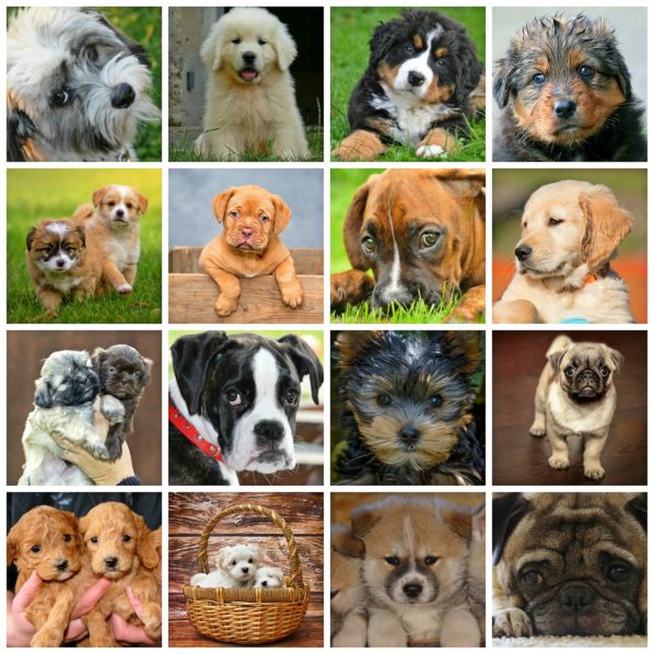 Different Dogs Breeds Collage