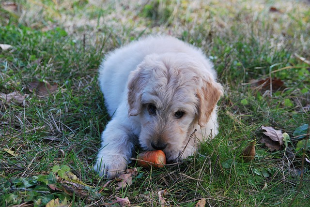Dog Food Carrot