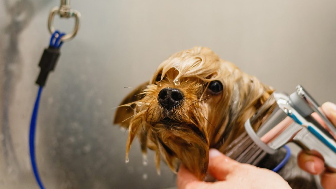 Dog Grooming Bath