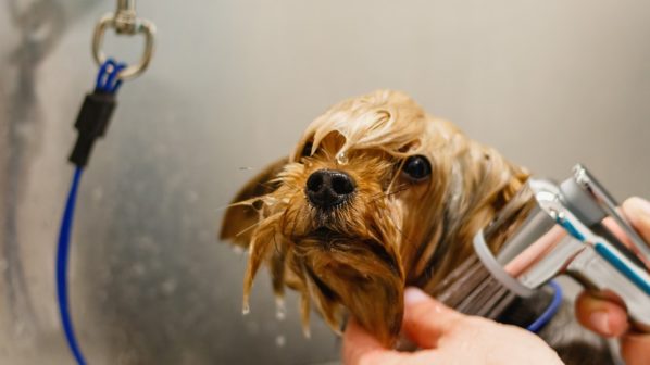Dog Grooming Bath